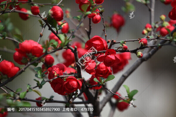 海棠花,花,花卉,春天,江南