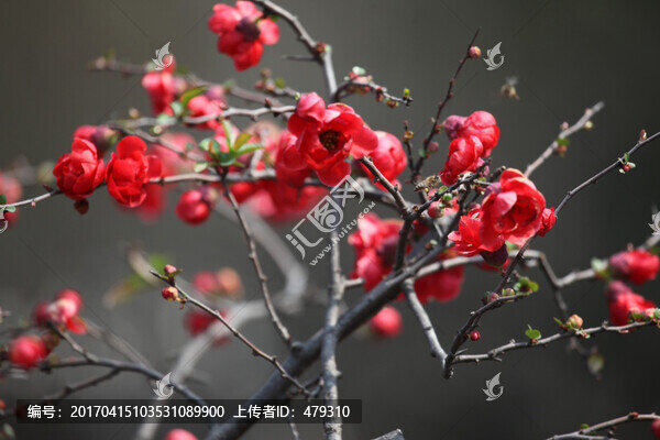 海棠花,花