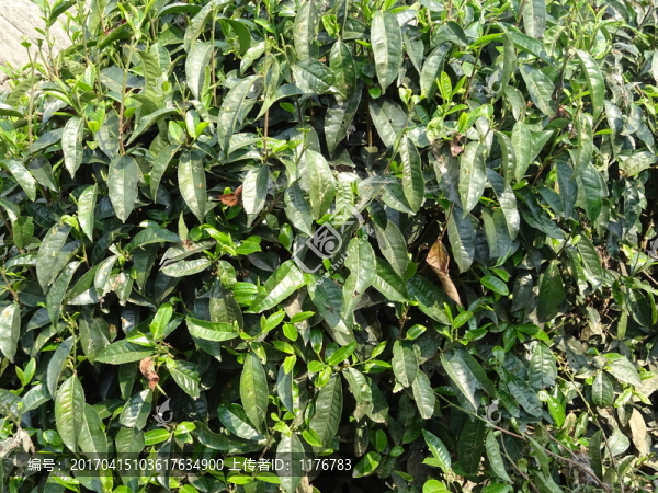 大茶樹(shù)