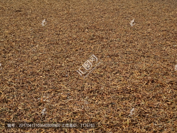 紅茶