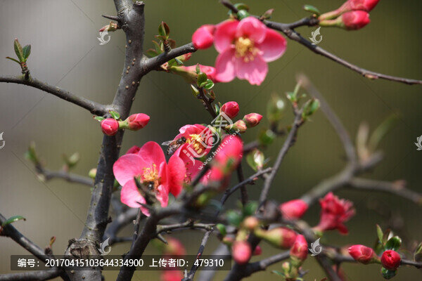 海棠花,花