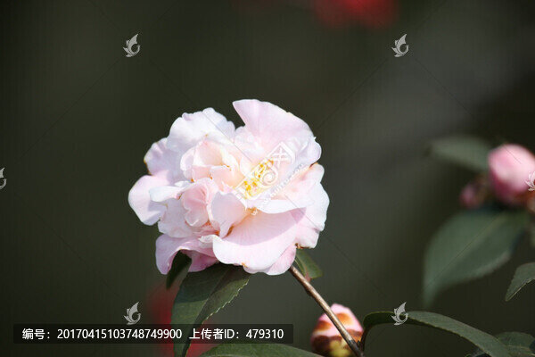 海棠花,花