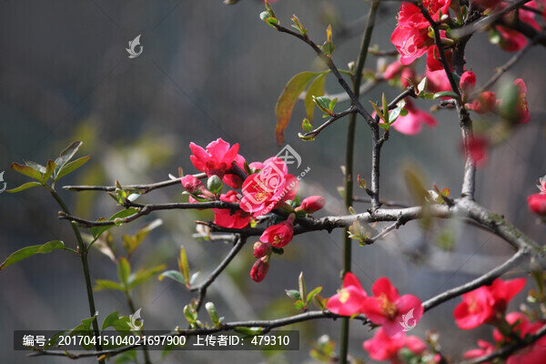 海棠花,花,花卉,春天,江南