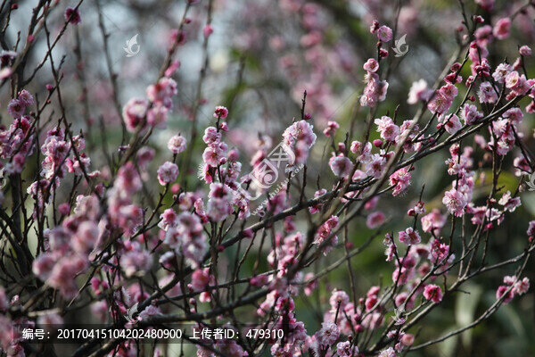 梅花,花,粉色,開花,綻放
