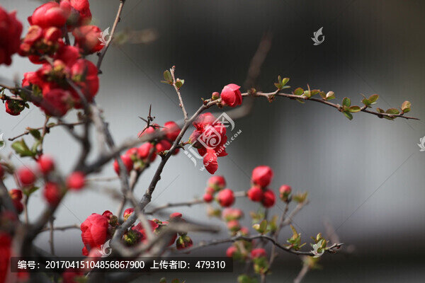海棠花,花,花卉