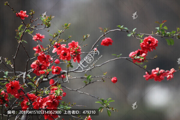 海棠花,花,花卉