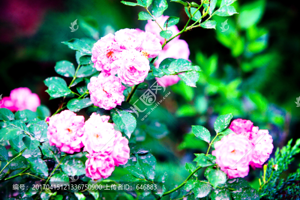 小花,紫色