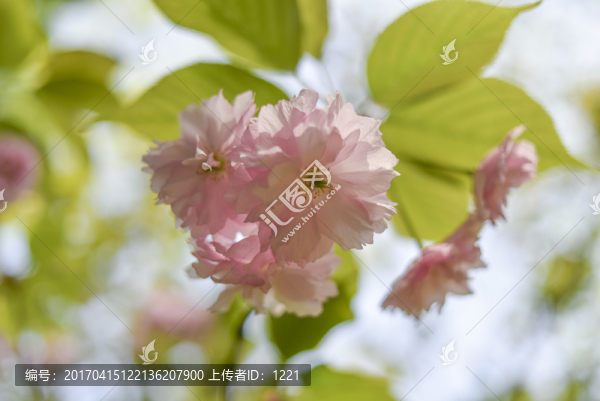 晚櫻