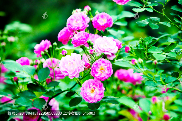 牡丹花,花卉鮮花,花叢