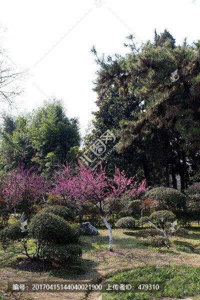 莫愁湖,南京