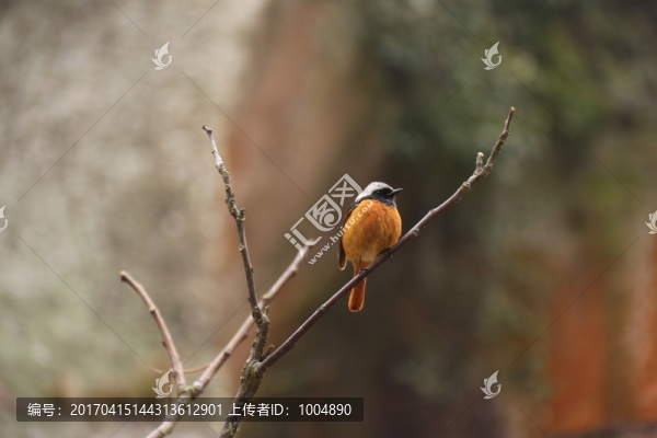 雀鳥