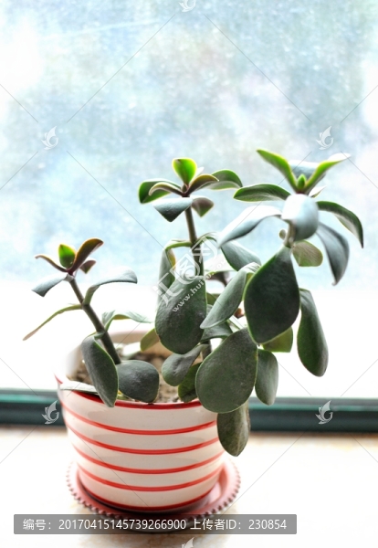 玉樹