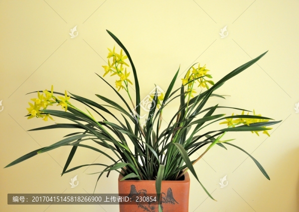 蘭花開(kāi)花