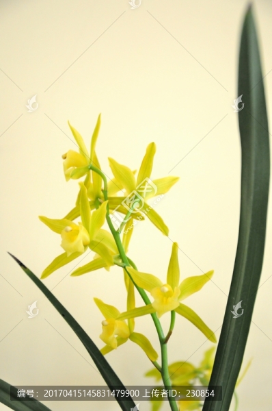 蘭花開花