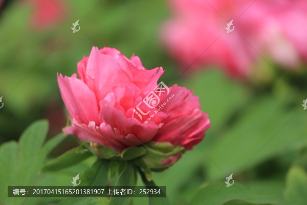 牡丹花