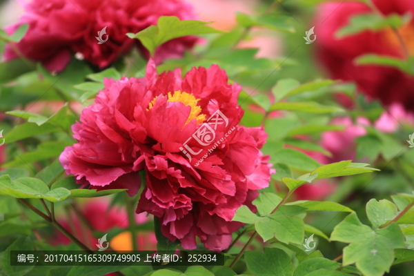 牡丹花