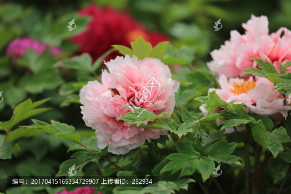 牡丹花