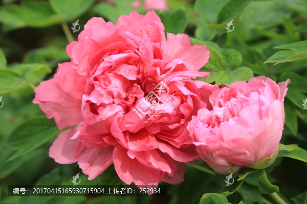 牡丹花