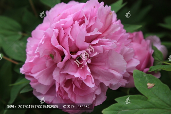 牡丹花