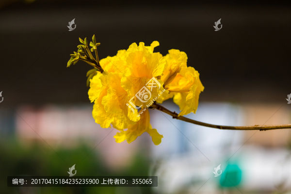 黃絲風(fēng)鈴
