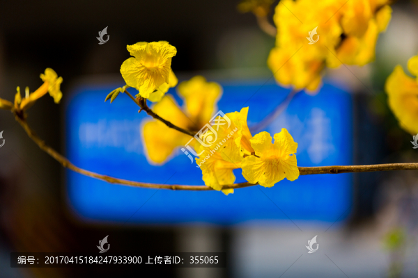 黃絲風(fēng)鈴