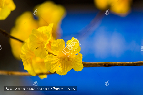黃絲風(fēng)鈴