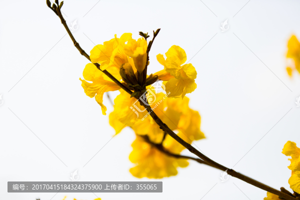 黃絲風(fēng)鈴