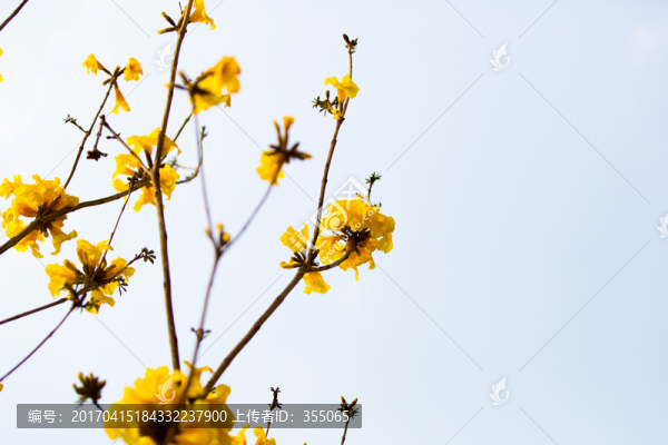 黃絲風(fēng)鈴