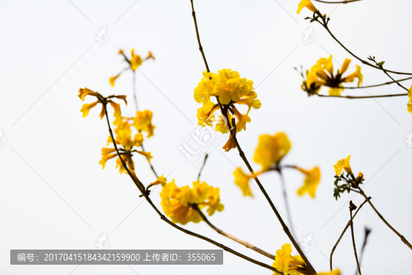 黃絲風鈴