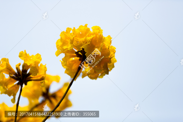黃絲風(fēng)鈴