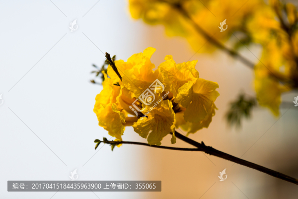 黃絲風(fēng)鈴