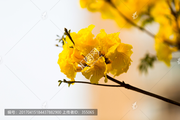 黃絲風(fēng)鈴
