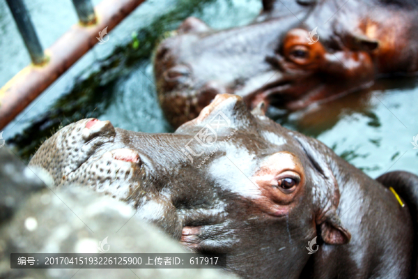 河馬