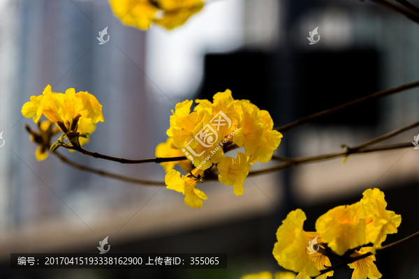 黃絲風鈴