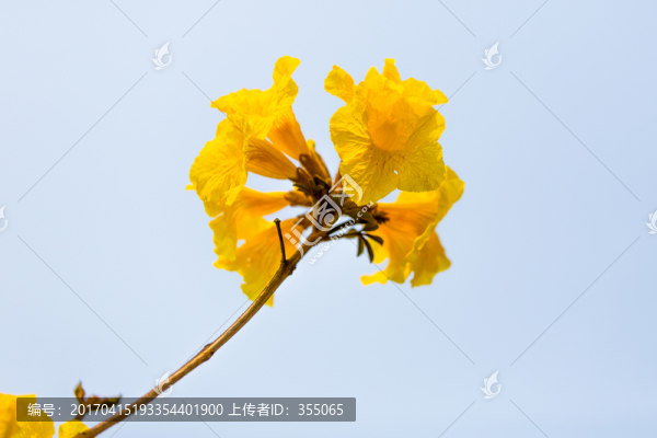 黃絲風(fēng)鈴