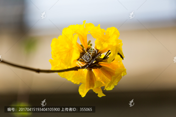 黃絲風(fēng)鈴