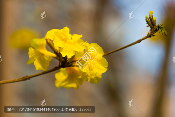 黃絲風(fēng)鈴
