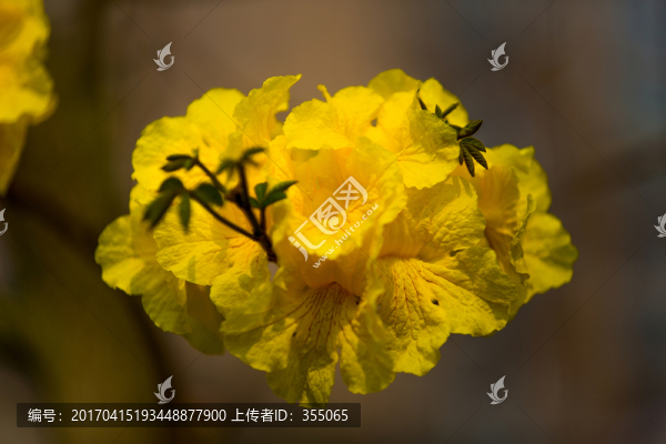 黃絲風(fēng)鈴