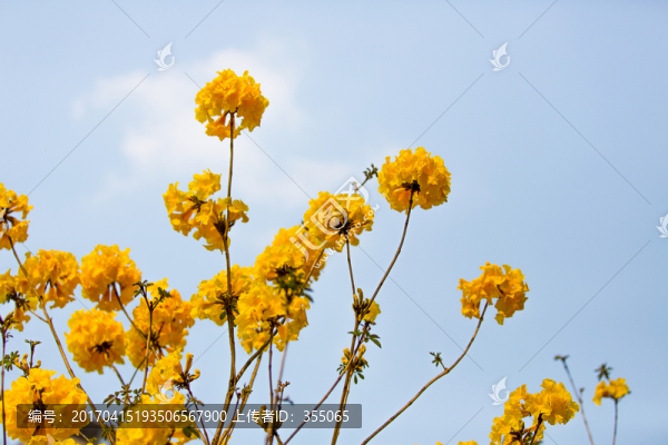 黃絲風(fēng)鈴