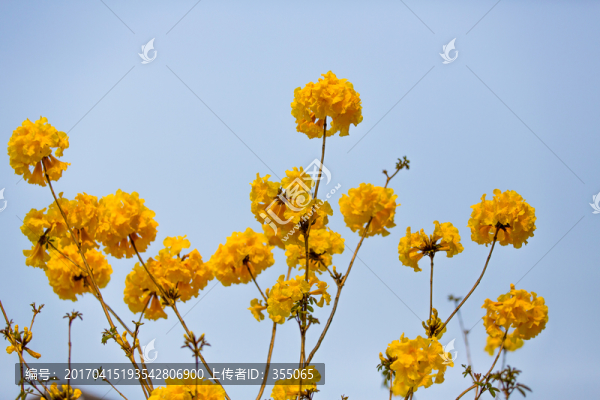 黃絲風(fēng)鈴