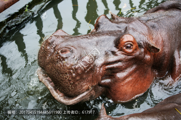 河馬,動物