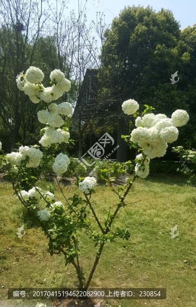 白牡丹,牡丹花,牡丹園