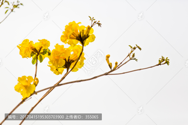 黃絲風鈴
