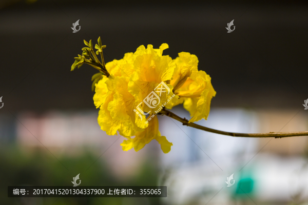 黃絲風(fēng)鈴