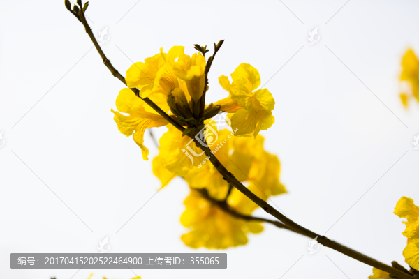 黃絲風(fēng)鈴
