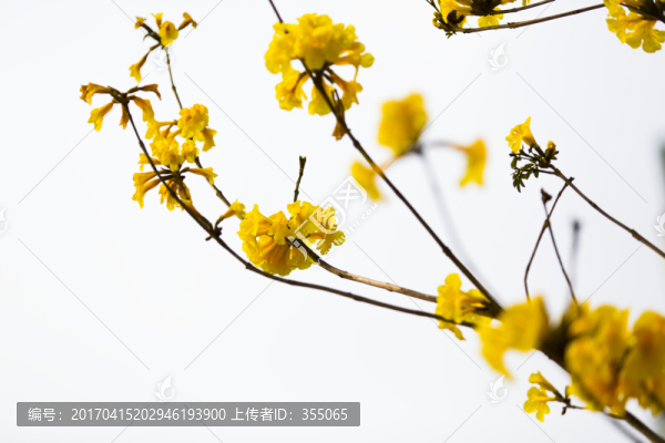 黃絲風(fēng)鈴