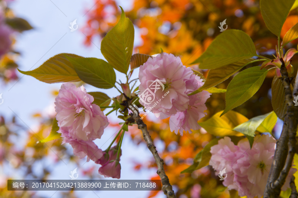 櫻花,重瓣櫻花