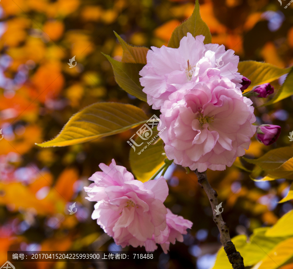 櫻花,重瓣櫻花