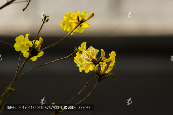 黃絲風(fēng)鈴