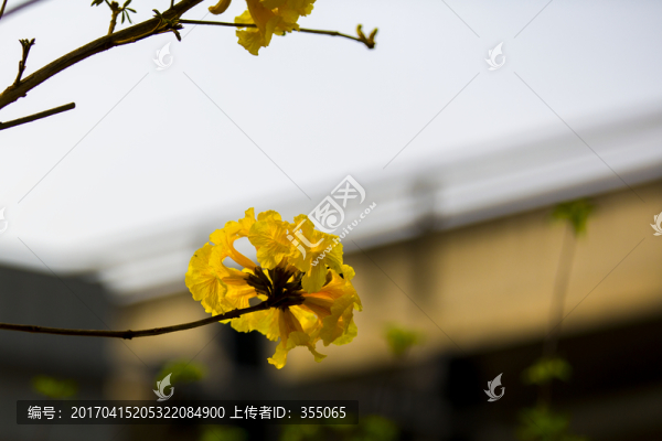 黃絲風(fēng)鈴
